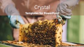 Presentation with honeycomb - Slide set consisting of beekeeper-at-work-honey-bees background and a coral colored foreground