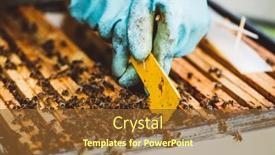  Presentation with honeycomb - Slide deck having beekeeper-at-work-honey-bees background and a tawny brown colored foreground