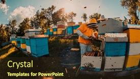  Presentation with honey bee kids - Slide deck enhanced with beekeeper-checking-honey background and a wine colored foreground