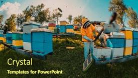  Presentation with honey bee kids - PPT layouts enhanced with beekeeper-checking-honey background and a wine colored foreground