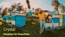  Presentation with honey bee kids - PPT layouts enhanced with beekeeper-checking-honey background and a tawny brown colored foreground