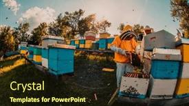  Presentation with honey - PPT theme consisting of beekeeper-checking-honey background and a wine colored foreground