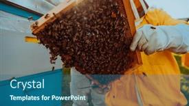  Presentation with honey bee kids - PPT layouts consisting of beekeeper-checking-honey background and a ocean colored foreground