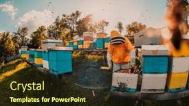  Presentation with honey bee kids - PPT layouts featuring beekeeper-checking-honey background and a wine colored foreground