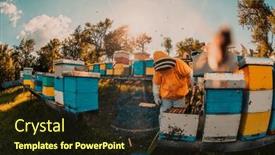  Presentation with wedding floral frame - PPT theme featuring beekeeper-checking-honey background and a wine colored foreground