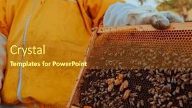  Presentation with honeycomb - PPT layouts enhanced with beekeeper-checks-the-queens background and a tawny brown colored foreground