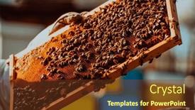  Presentation with sunlight - Theme consisting of beekeeper-holding-the-beehive-frame background and a tawny brown colored foreground