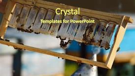  Presentation with queen bee - Slide set having beekeeper holding wooden frame background and a tawny brown colored foreground