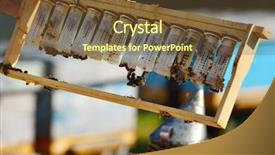  Presentation with queen bee - PPT theme having beekeeper holding wooden frame background and a tawny brown colored foreground