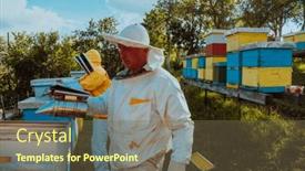  Presentation with honey bee hive - Presentation theme enhanced with beekeepers-check-the-honey background and a  colored foreground