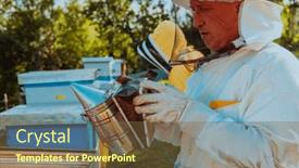  Presentation with honey bee hive - Presentation theme having beekeepers-check-the-honey background and a tawny brown colored foreground