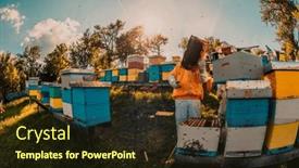  Presentation with honey bee hive - Theme consisting of beekeepers-check-the-honey background and a wine colored foreground