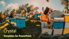  Presentation with honey bee hive - Theme featuring beekeepers-check-the-honey background and a wine colored foreground