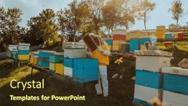  Presentation with frame of healthy spicy food - PPT theme consisting of beekeepers-checking-honey background and a tawny brown colored foreground