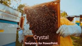  Presentation with frame of healthy spicy food - Presentation design having beekeepers-checking-honey background and a wine colored foreground