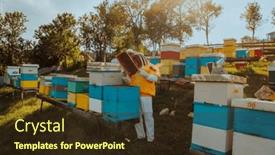  Presentation with frame of healthy spicy food - PPT theme with beekeepers-checking-honey and a wine colored foreground