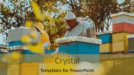  Presentation with frame of healthy spicy food - Slides consisting of beekeepers-checking-honey background and a gold colored foreground