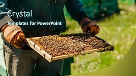  Presentation with honey - Audience pleasing slides consisting of beekeepers collect honey backdrop and a wine colored foreground