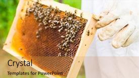  Presentation with bees butterflies - Slides featuring beekeeping - beekeeper controlling beeyard and bees background and a gold colored foreground