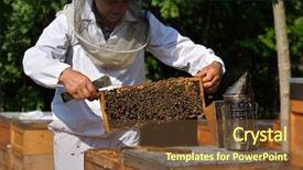  Presentation with wedding floral frame - PPT theme consisting of beekeeping - beekeeper holding frame of honeycomb background and a tawny brown colored foreground