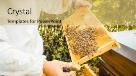  Presentation with honeycomb - Audience pleasing theme consisting of beekeeping - beekeeper holding honeycomb with bees backdrop and a yellow colored foreground