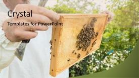  Presentation with honeycomb - PPT theme featuring beekeeping - beekeeper holding honeycomb with bees background and a coral colored foreground