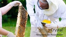  Presentation with graduation frame - Audience pleasing PPT theme consisting of beekeeping - beekeeper with smoker controlling beehive backdrop and a coral colored foreground