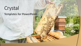  Presentation with bee - Amazing slides having beekeeping - beekeeper working on bee colony backdrop and a  colored foreground