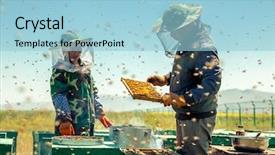  Presentation with honey - Amazing PPT theme having beekeeping - beekeepers collect honey backdrop and a light blue colored foreground