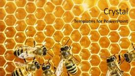  Presentation with cells - Presentation design featuring view of the working bee background and a gold colored foreground