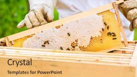  Presentation with anatomy female reproductive organ - Cool new presentation theme with beekeeping - female beekeeper controlling beehive backdrop and a yellow colored foreground