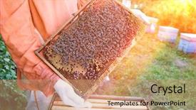  Presentation with honeycomb - Slides consisting of beekeeping - midsection of a beekeeper holding background and a coral colored foreground
