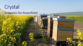  Presentation with rapeseed - PPT theme with beekeeping with oilseed rapeseed in the background background and a light blue colored foreground