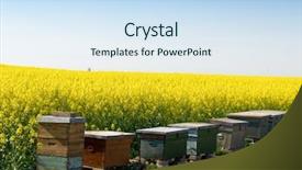  Presentation with rapeseed - Slide deck consisting of beekeeping with oilseed rapeseed in the background background and a sky blue colored foreground