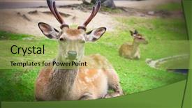  Presentation with columns ancient roman road city - PPT theme consisting of been allowed to roam free background and a yellow colored foreground