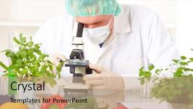  Presentation with microscope - PPT theme featuring been altered using genetic engineering background and a coral colored foreground