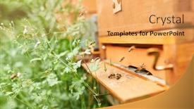  Presentation with plants tissue culture - Slides featuring bees-at-wooden-beehive-entrance background and a yellow colored foreground