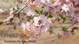  Presentation with bloom - Slide deck with bees-collect-nectar-the-sweet background and a  colored foreground