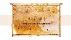  Presentation with honey - PPT layouts with bees-eating-honey background and a yellow colored foreground