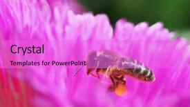  Presentation with search - Audience pleasing slide set consisting of bees ecology - bee in search backdrop and a  colored foreground