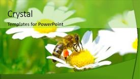  Presentation with ecology - Presentation theme consisting of bees ecology - bee on flower background and a yellow colored foreground
