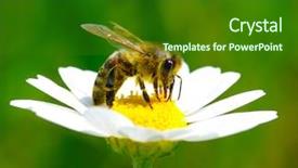  Presentation with chamomile - Slide deck consisting of bees ecology - bee on the chamomile flower background and a forest green colored foreground