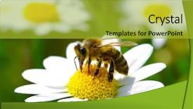 Presentation with bee - Theme having bees ecology - bee on the chamomile flower background and a gold colored foreground