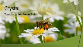  Presentation with chamomile - Presentation consisting of bees ecology - bee on the chamomile flower background and a  colored foreground