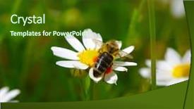  Presentation with ecology - Presentation theme with bees ecology - bee on the chamomile flower background and a tawny brown colored foreground