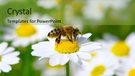  Presentation with chamomile - Slide deck with bees ecology - bee on the chamomile flower background and a seafoam green colored foreground