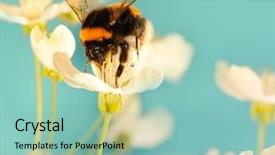  Presentation with bee - PPT theme enhanced with bees ecology - bumble bee on a flower background and a mint green colored foreground