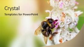  Presentation with bumblebee - Theme with friends preparing food by shed in forest background and a tawny brown colored foreground