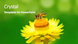  Presentation with daisy - PPT layouts having bees ecology - close up bee background and a shamrock green colored foreground