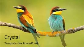  Presentation with eaters - PPT theme enhanced with bees ecology - couple of bee-eaters perched background and a yellow colored foreground